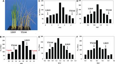 OsBBX11 on qSTS4 links to salt tolerance at the seeding stage in Oryza sativa L. ssp. Japonica